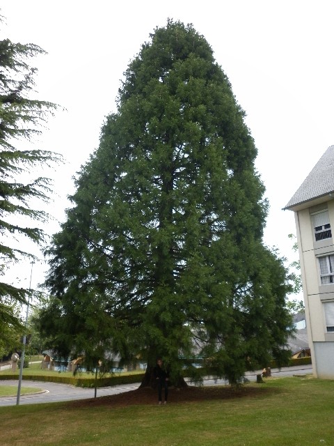 Séquoia géant à St lô rue des Bouvreuils