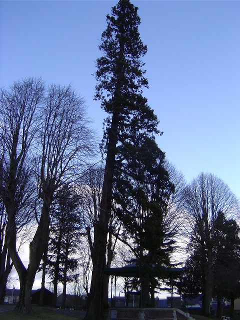 Séquoia géant à Sées