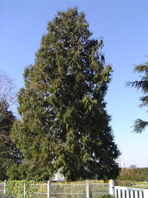 Séquoia géant à Serez