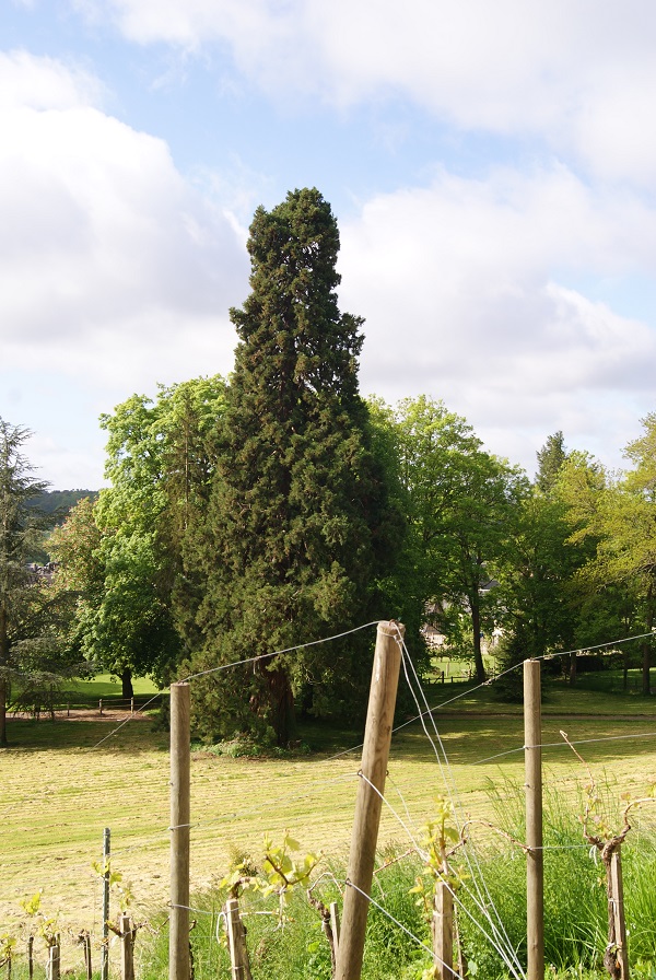 Séquoia géant à Serquigny