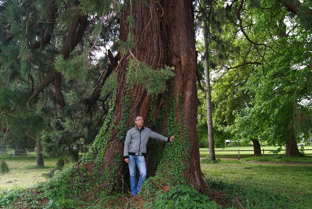 Séquoia géant à Serquigny