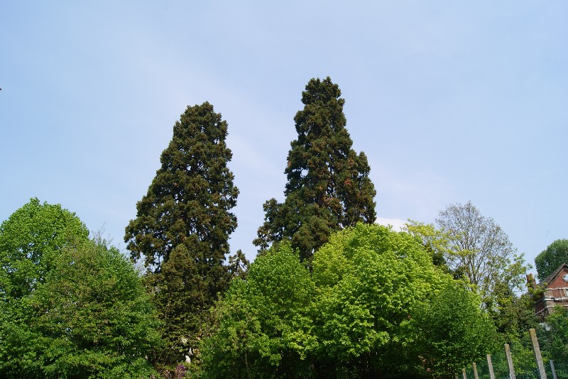 Séquoias géants à St Aubin les Elbeuf