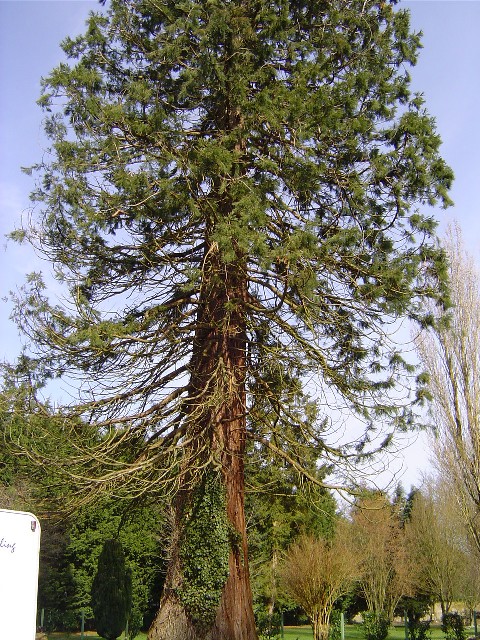 Un séquoia géant à St Eloi de Fourques