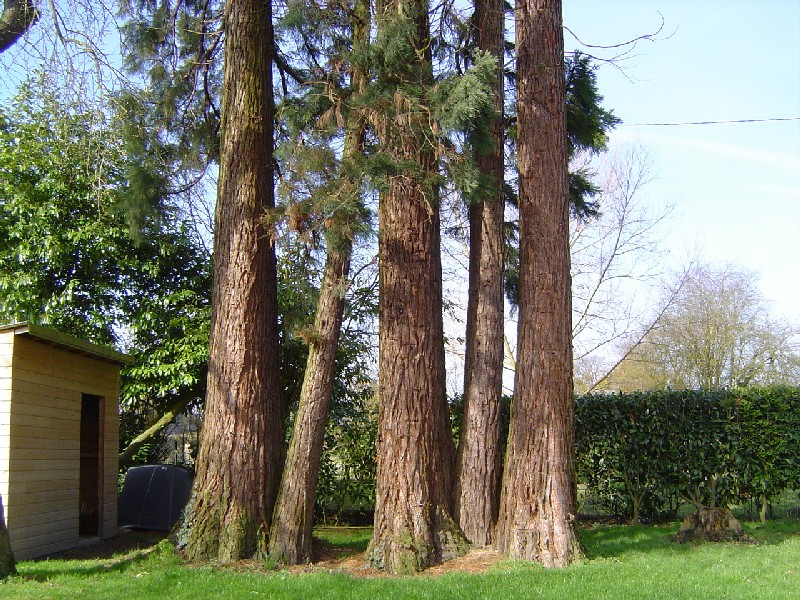 Cinq séquoias géants à St Eloi de Fourques
