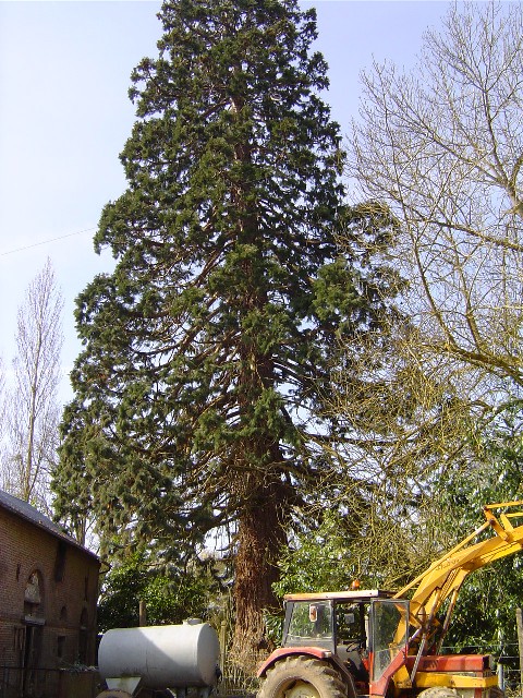 Séquoia géant à St Eloi de Fourques