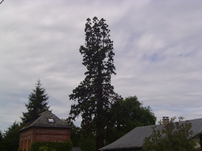 Séquoia géant à St Jacques sur Darnétal