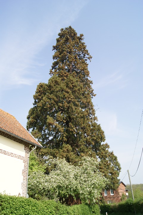 Séquoia géant à St Léger de Gennetey