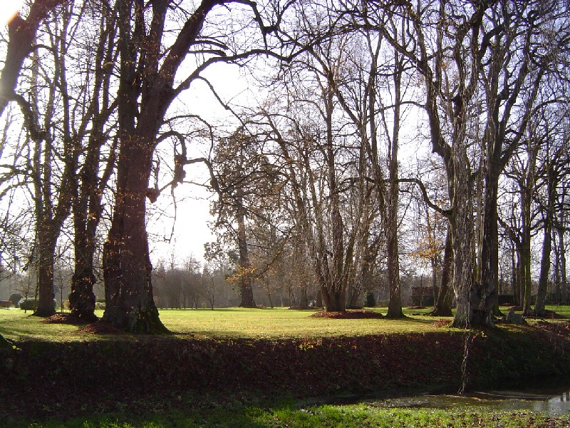 Séquoia géant au fond du parc