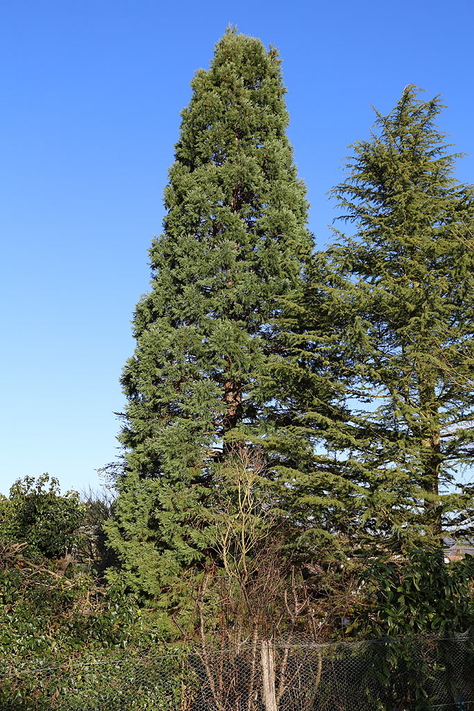 Séquoia géant à St Marcel