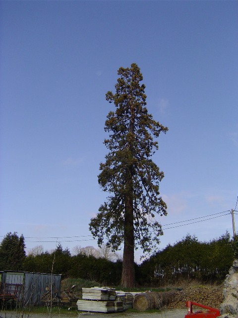 Séquoia géant à St Martin de Mieux