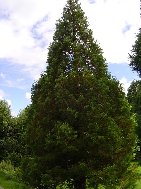 Séquoia géant à St Philbert sur Risle