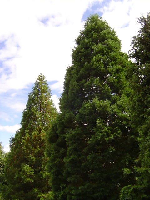 Séquoias géants à St Philbert sur Risle 