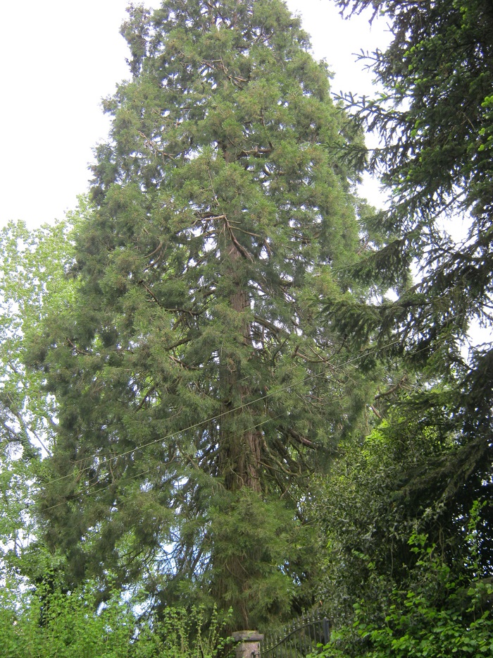 Séquoia géant à St Pierre des Loges