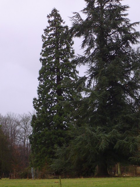 Séquoia géant au château du Blanc Buisson