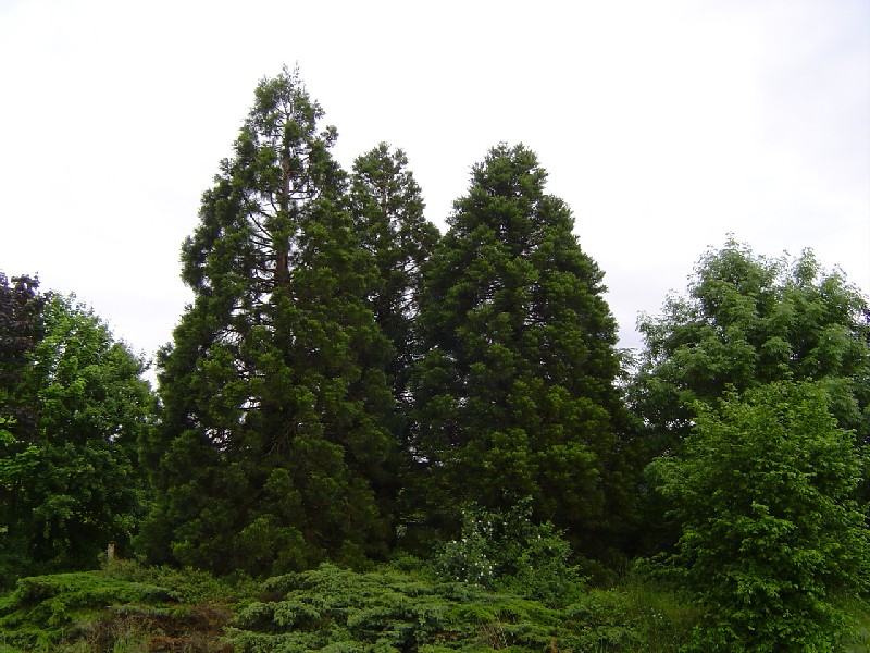Séquoias géants à St Sébastien de Morsent 