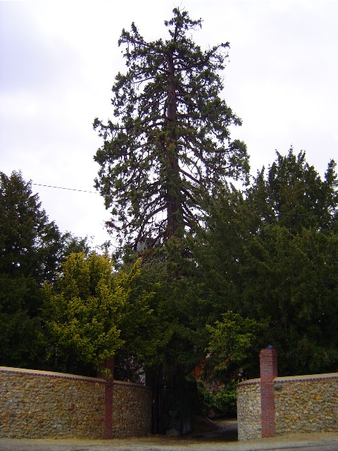 Séquoia géant à St Sulpice sur Risle