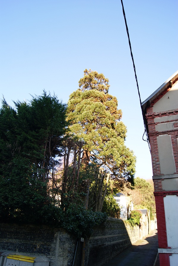 Séquoia géant à Ste Adresse