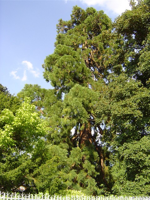 Séquoia géant à Ste Opportune la Mare