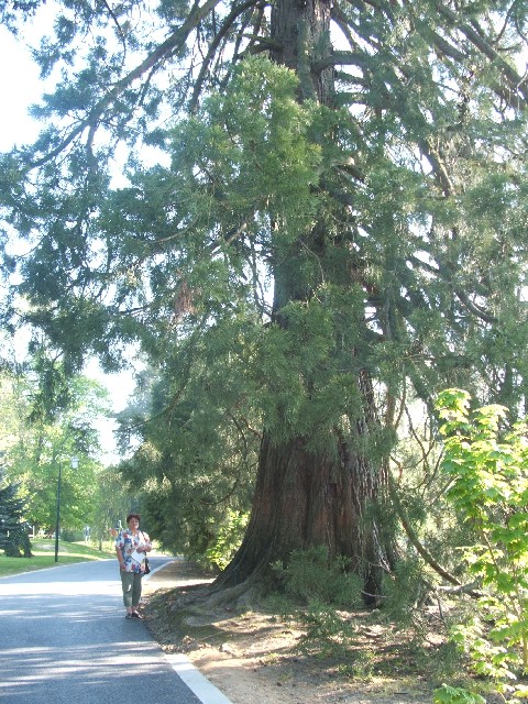 Séquoia géant au parc du Château  la Roche Goupil