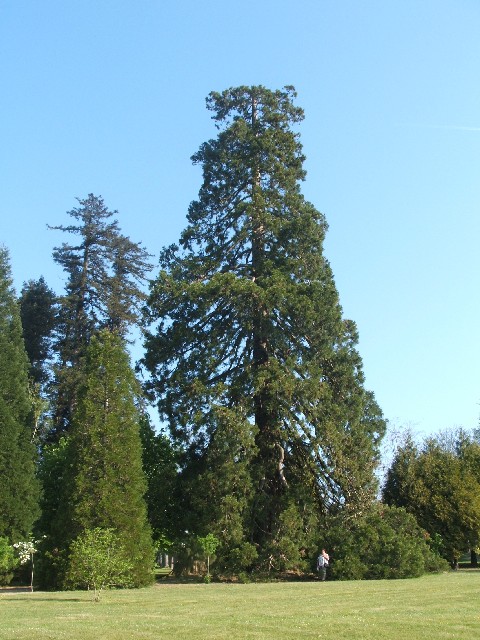 Séquoia géant à Tessé la Madeleine