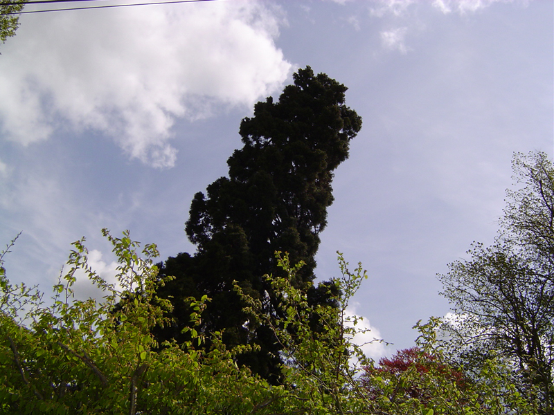 Séquoia géant à Thiberville