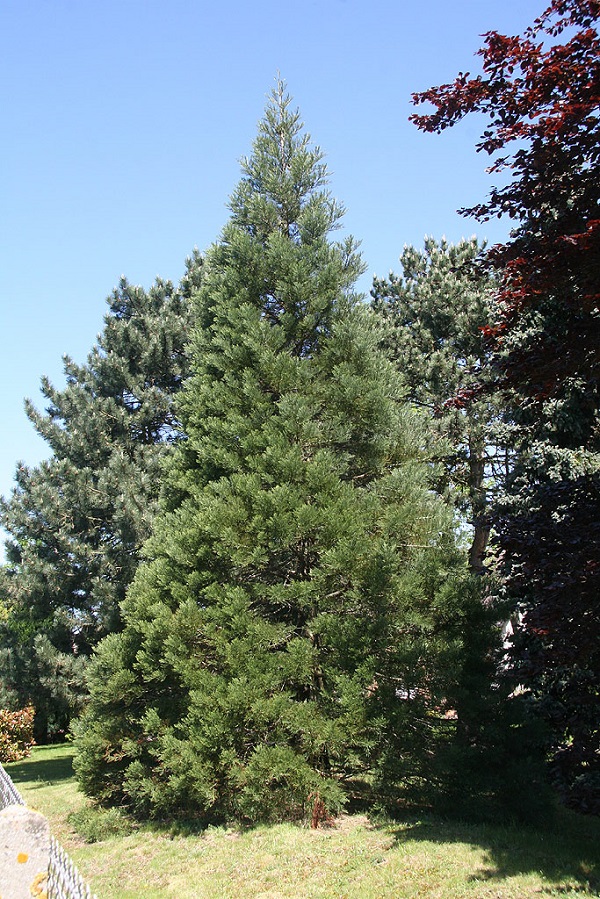 Séquoia géant à Tosny