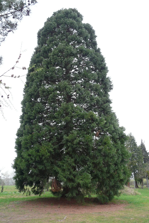 Séquoia géant à Tosny