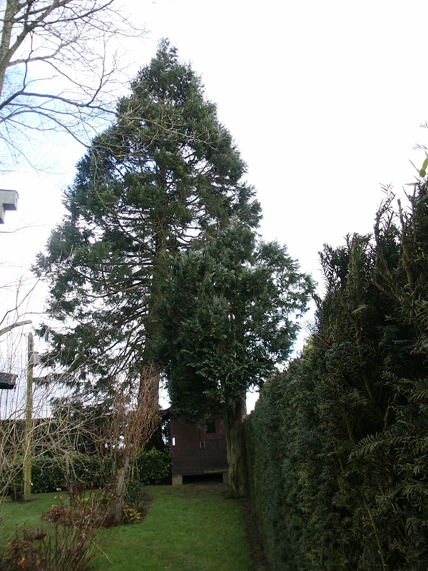 Séquoia géant à Touffreville la Corbeline