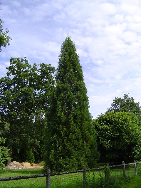 Séquoia géant à Tourville sur Pont Audemer