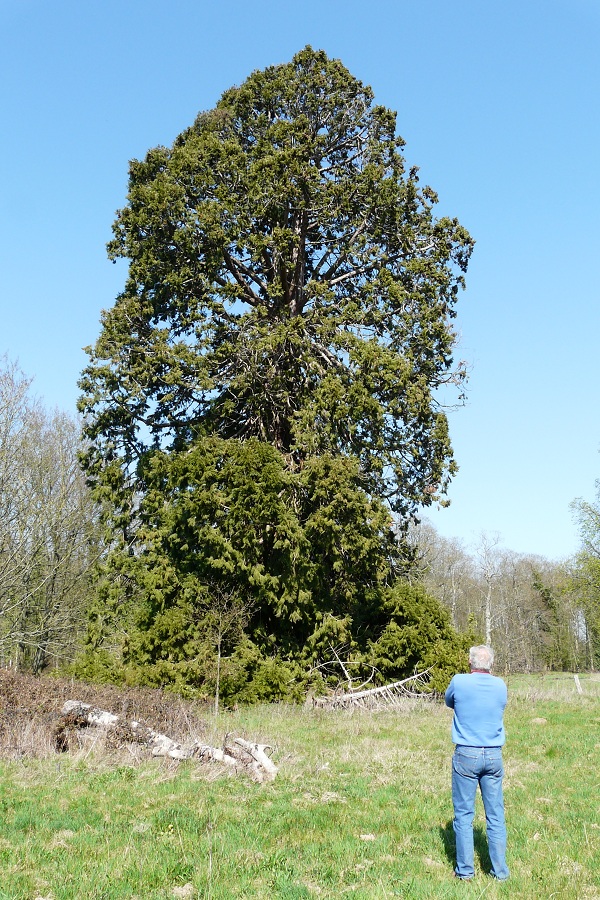 Séquoia géant à Vatismesnil