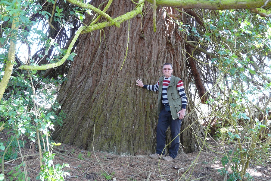 Séquoia géant 9m95