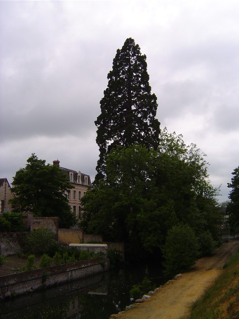 Séquoia géant à Verneuil sur Avre