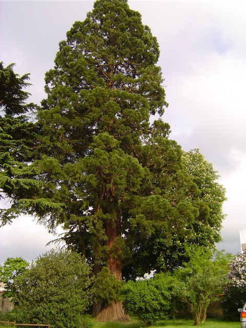 Séquoia géant route de Francheville
