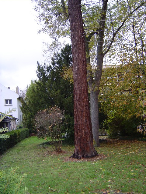 Séquoia géant à Vernon