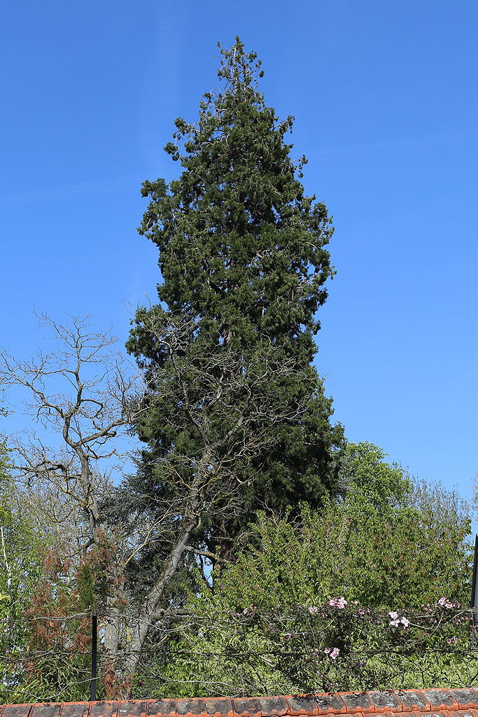 Séquoia géant à Vernon