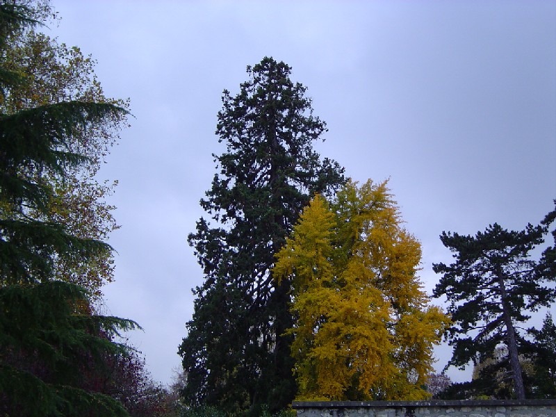 Séquoia géant à vernon