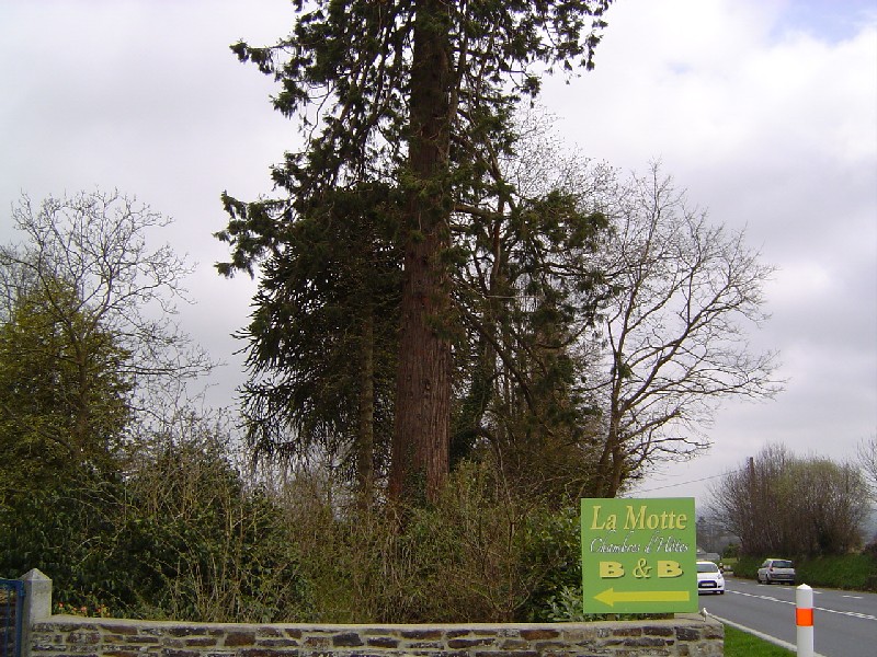 Séquoia géant à Virey