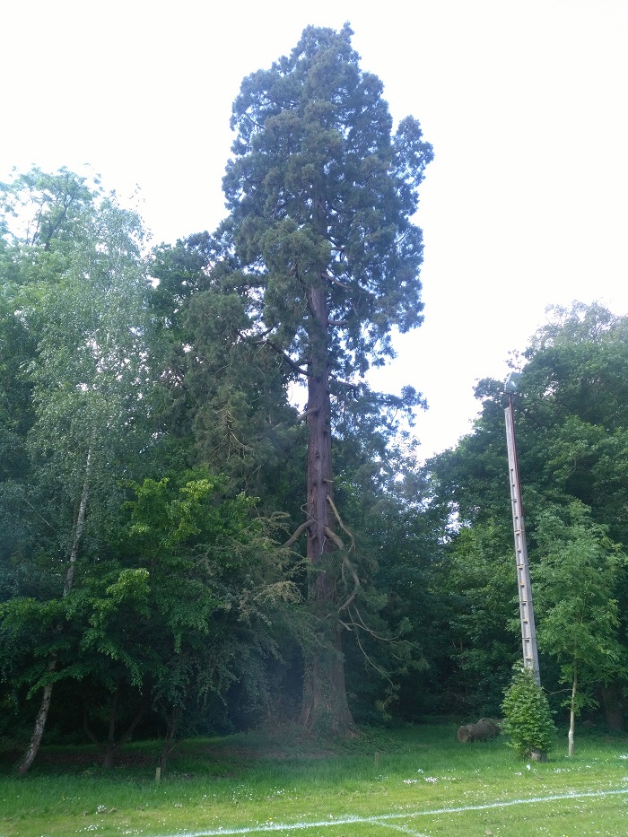 Séquoia géant à Ymare