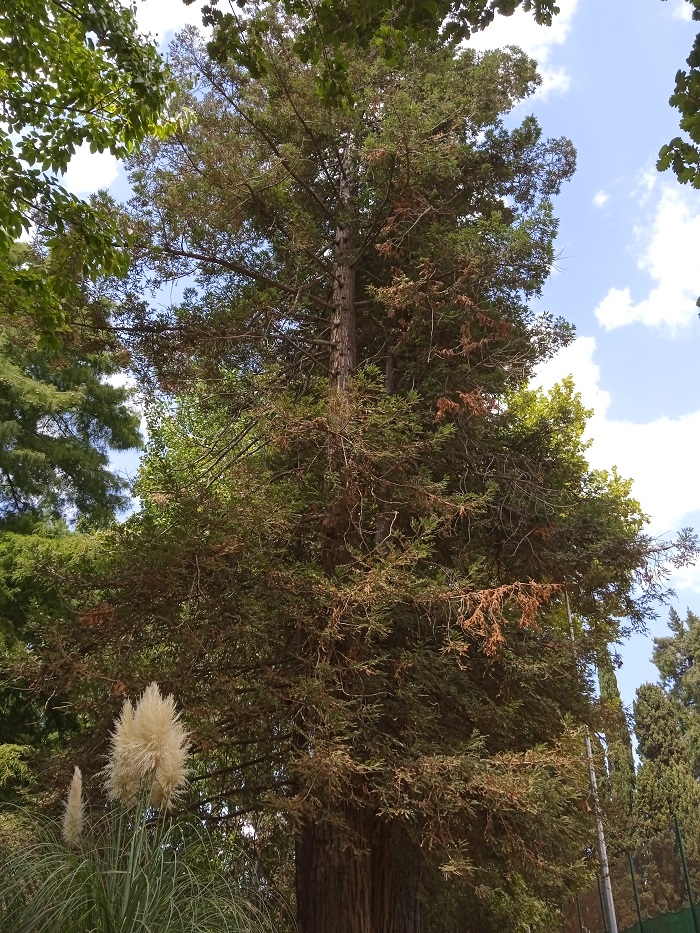 Séquoia sempervirensx