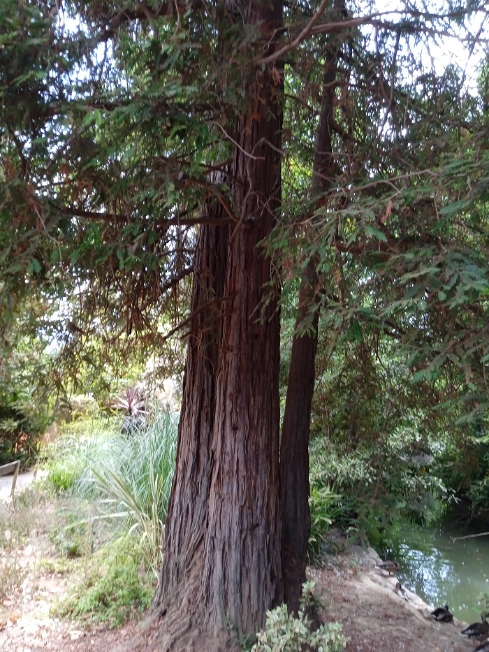 Séquoia sempervirensx