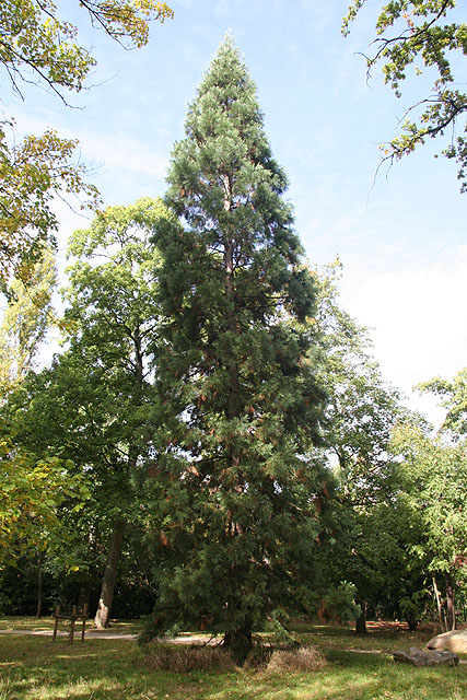 Séquoia géant au Parc Floral © Stéphane Sudre
