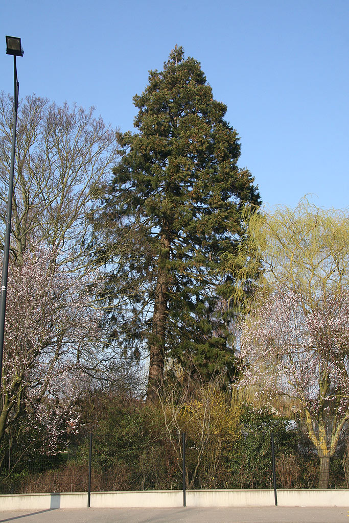 Séquoia géant à Abbeville
