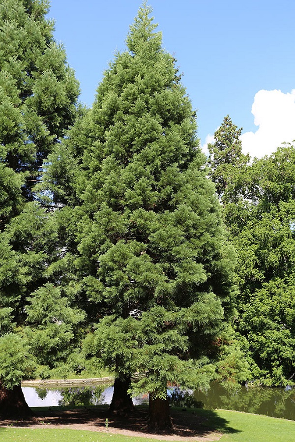 Séquoias géants à Abbeville