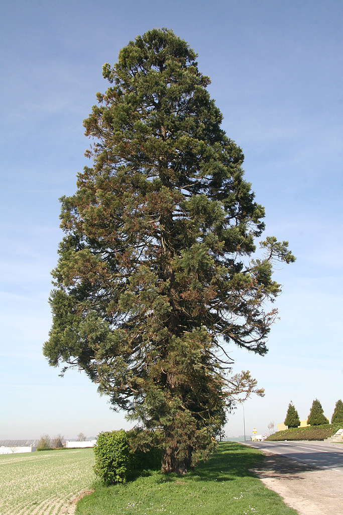 Séquoia géant à Albert