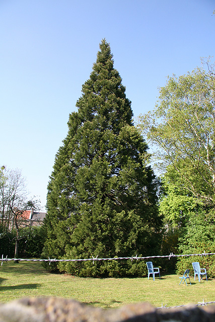 Séquoia géant à Amiens