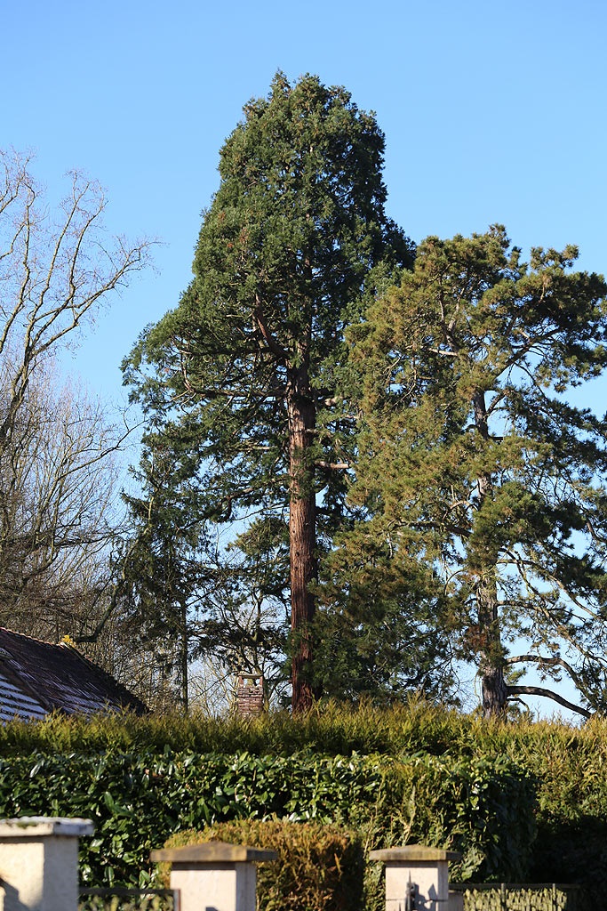 Séquoia géant à Bazicourt