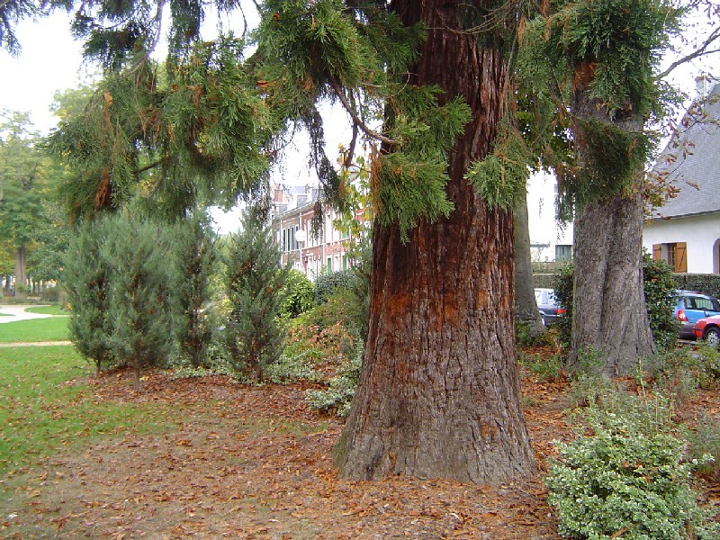 Séquoia géant à Beauvais