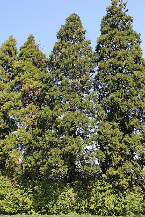 Séquoias géants à Belle Eglise