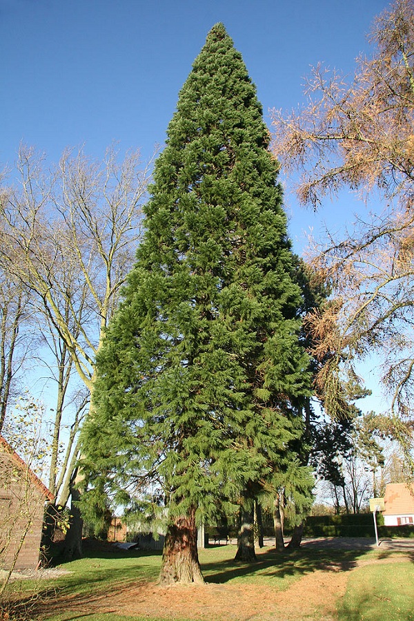 Séquoia géant à Bovelles