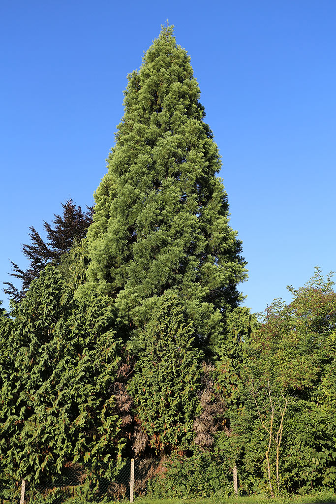 Séquoia géant à Boves